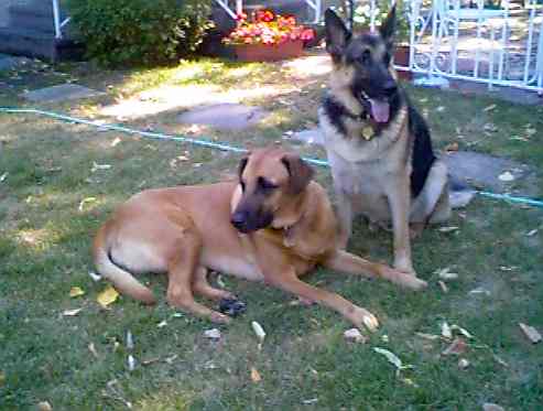 froddex1.jpg (21512 bytes)